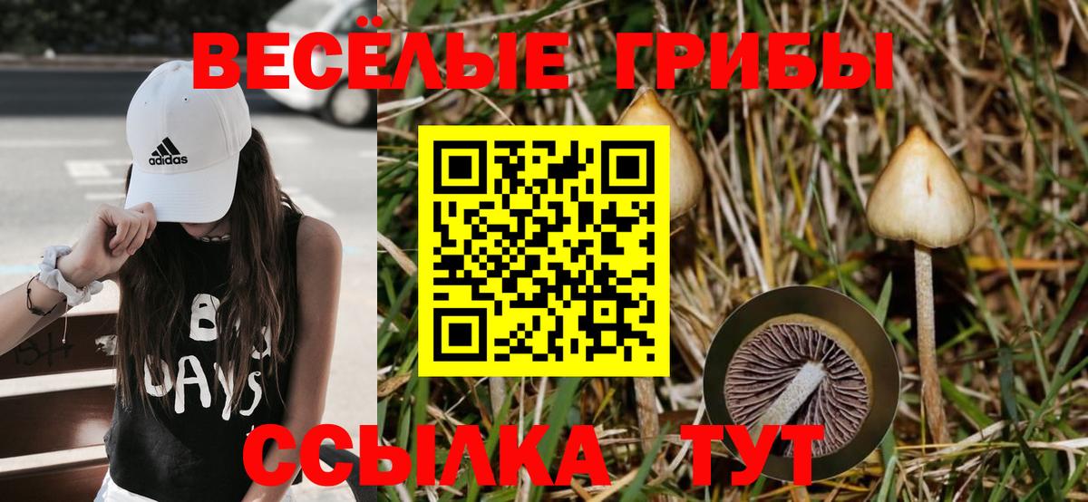 Галлюциногенные грибы Psilocybine cubensis Калач-на-Дону