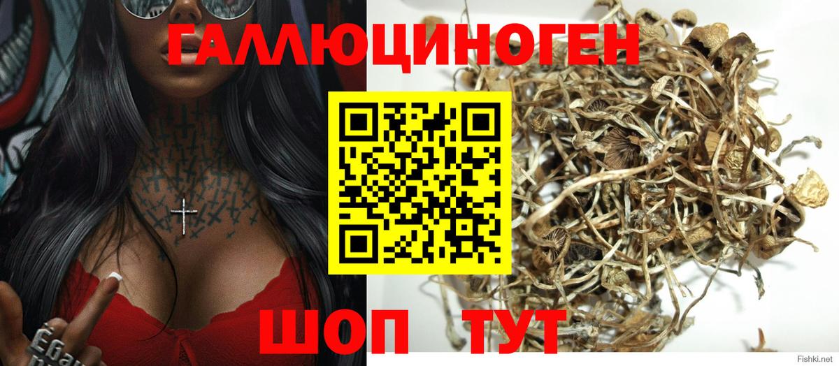 Калач-на-Дону  Галлюциногенные грибы Psilocybe  Вход с VPN 